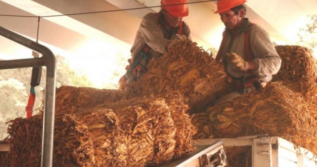 Empleados del Tabaco le apuntan a Macri por la crisis y los despidos en la actividad Empleados del Tabaco le apuntan a Macri por la crisis y los despidos en la actividad