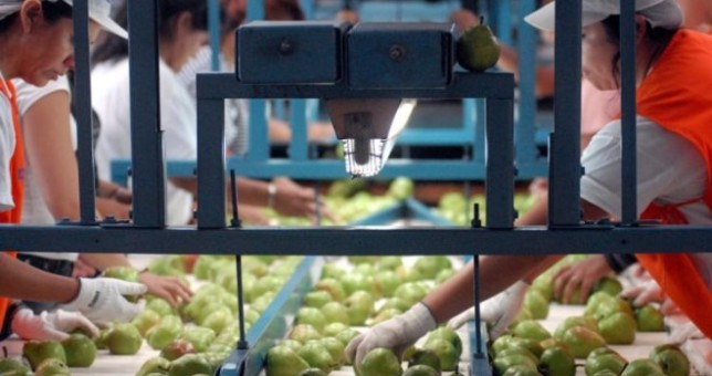 Lejos del 18 que propone el Gobierno, fruticultores acordaron 35% en paritarias Lejos del 18 que propone el Gobierno, fruticultores acordaron 35% en paritarias