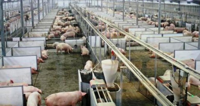 Temor por los empleos que podría destruir la importación de cerdos desde EEUU