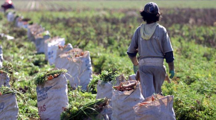 Detectan trabajo infantil en Salta