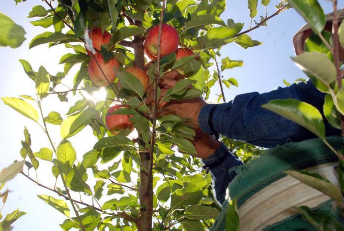 Sin avances en las paritarias de empaque y fruta