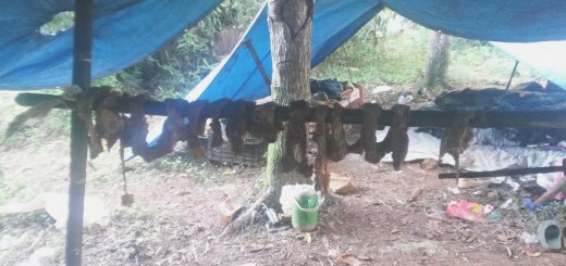 Yerbateros: Campamento y trabajo en negro