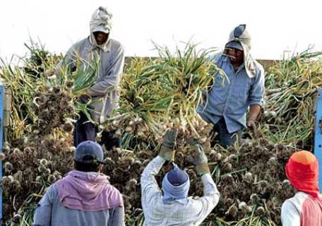 Detectan trabajo en negro y trabajo infantil en cosechas