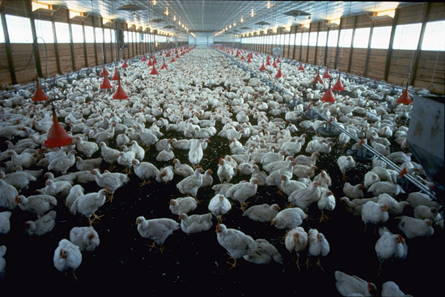 Trabajo infantil en avícola que factura millones