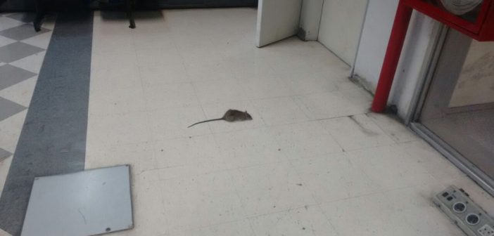Triaca sigue sin pagarle a los empleados de limpieza y en el Ministerio ya aparecen ratas