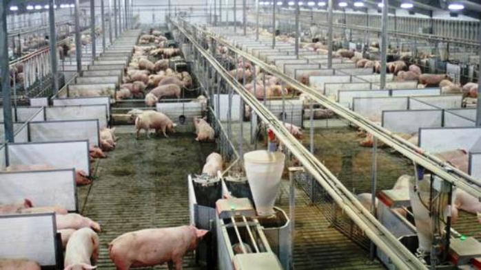 Temor por los empleos que podría destruir la importación de cerdos desde EEUU