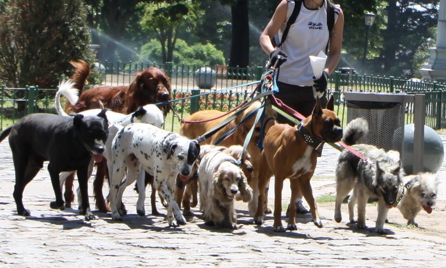 Made in Argentina: crean el sindicato de paseadores de perros