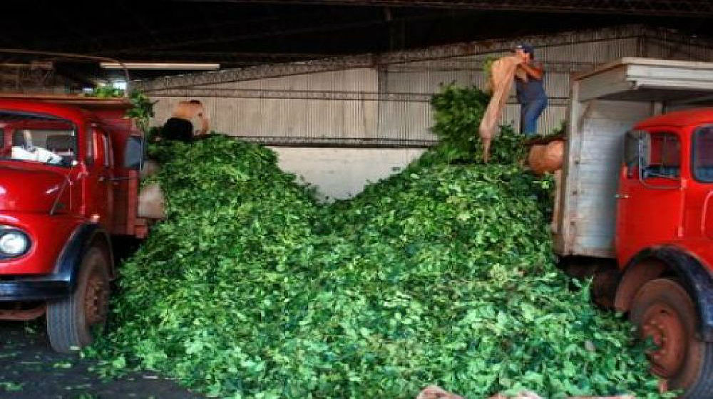 Plan de lucha de tareferos: con la yerba a 80 pesos el kilo, cobran 90 centavos