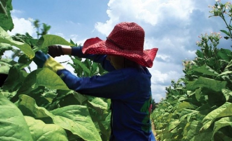 Gerardo Morales autoriza a las tabacaleras a utilizar trabajo infantil en Jujuy