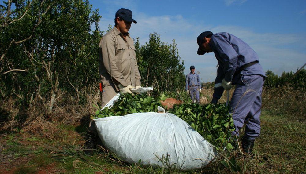 Advierten que sin paritarias, en marzo no arrancará la cosecha de yerba mate