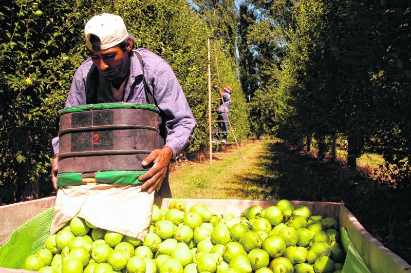 Cosecheros de fruta cerraron 42% en el Valle de Río Negro