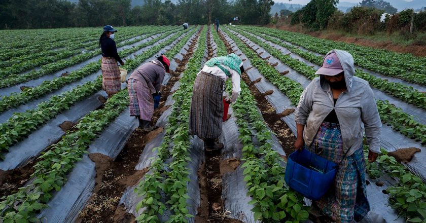 Tensión en el campo: ruralistas rechazaron el pedido de bono de fin de año $15.000 que hizo la UATRE