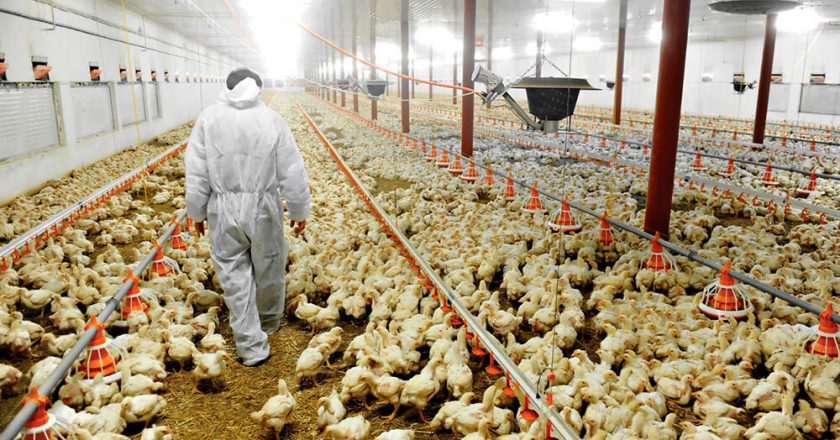 Productores avícolas agitan el fantasma de despidos masivos para presionar por aumentos