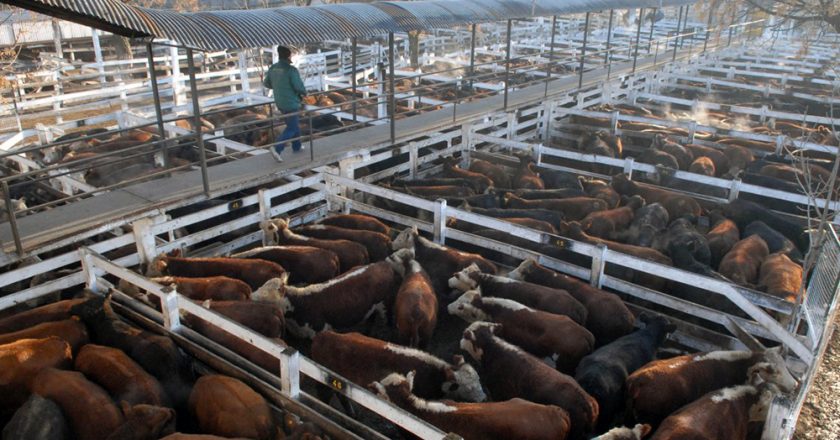 Gremios de la Carne y del Mercado de Hacienda recuerdan que nunca dejaron de trabajar y piden prioridad en la vacunación