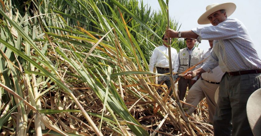 Productores azucareros tucumanos advierten cierres por precios bajos y altos costos: «Estamos a quebranto»