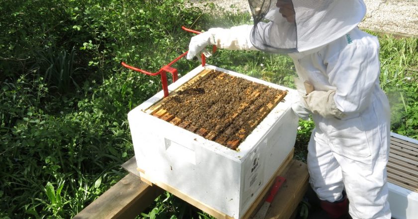 Inédito «abejazo» de apicultores contra el uso intensivo de agroquímicos