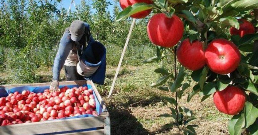 El Gobierno dispuso que unos 250 mil trabajadores golondrina pueden cobrar su salario registrado y sus planes sociales por 6 meses