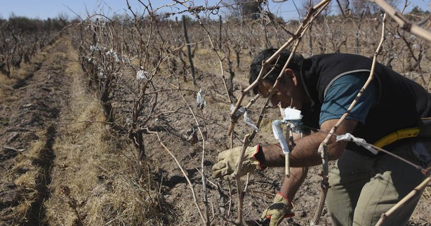 El martes se podría aprobar el nuevo régimen previsional de los trabajadores viñateros, que esperan poder jubilarse a los 57 años