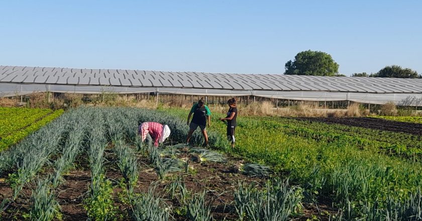 #TOMATAZO Gremio de campesinos ofrecerá el kilo de tomates a 120 pesos «para enfrentar la especulación»