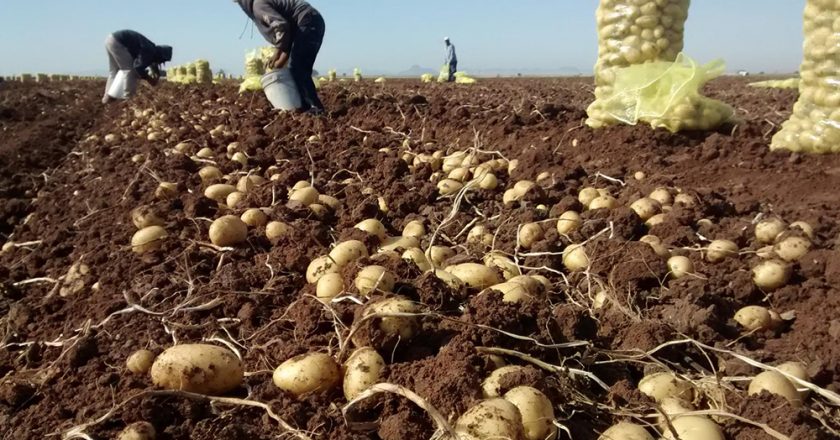 La AFIP detectó explotación laboral y un 85% de irregularidades en la registración de trabajadores en campos de papa en San Luis y Córdoba