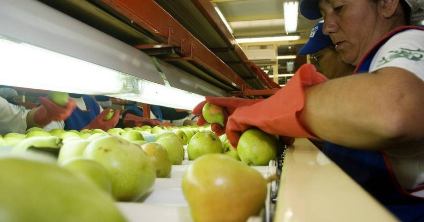 En sintonía con la última tanda de paritarias, Trabajadores de la fruta pactaron un aumento salarial del 60% en tramos