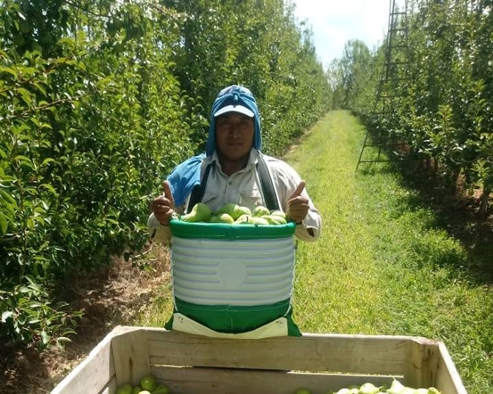 En sintonía con las paritarias de esta semana, Trabajadores de la fruta recibirán un aumento salarial del 60% en tramos