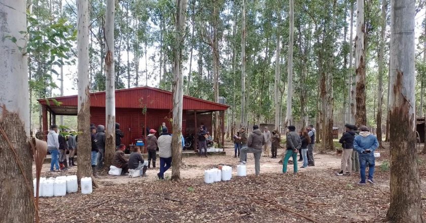 Rescataron 73 trabajadores, entre ellos 3 menores, que se dedicaban a extraer resina bajo explotación