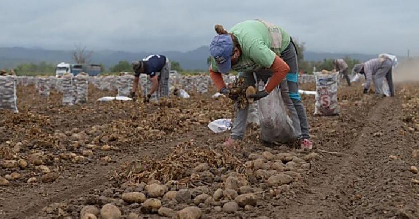 Para evitar explotación laboral, la AFIP fija nuevo indicador mínimo de trabajadores para la producción de papa