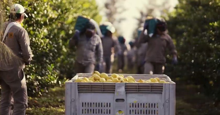 Operativo rescató a 66 trabajadores reducidos a la servidumbre en fincas de limones salteñas