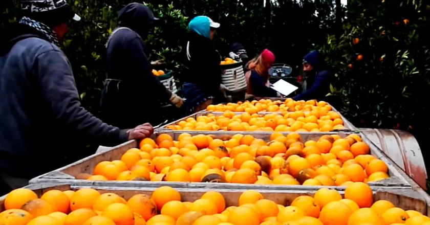 El Sindicato de la Fruta también firmó paritarias semestrales: 36,2% hasta fin de año