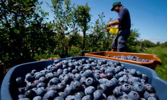 La UATRE perfora el techo salarial y firma un 84% de aumento para los trabajadores del arándano