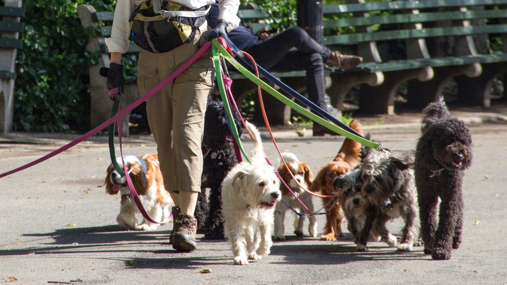Presentaron un proyecto de Ley para "sacar de la informalidad" laboral a unos 100 mil trabajadores caninos