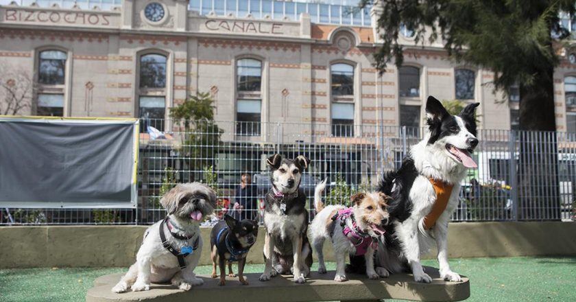 Presentaron un proyecto de Ley para «sacar de la informalidad» laboral a unos 100 mil trabajadores caninos