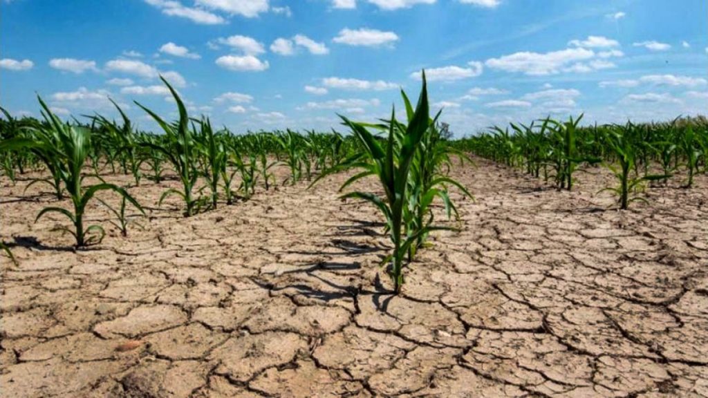 Campesinos de Formosa reclaman ayuda para pequeños productores para enfrentar "tragedia de la sequía"