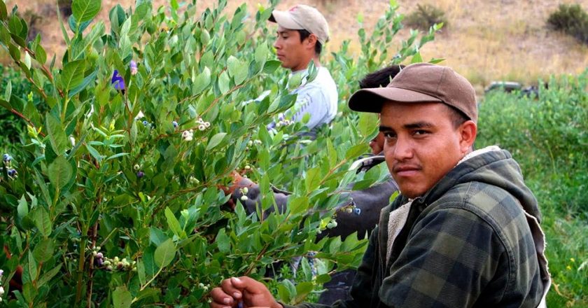 Argentina gana mercados internacionales para exportar frutas en reconocimiento a su tarea de combate contra el trabajo infantil