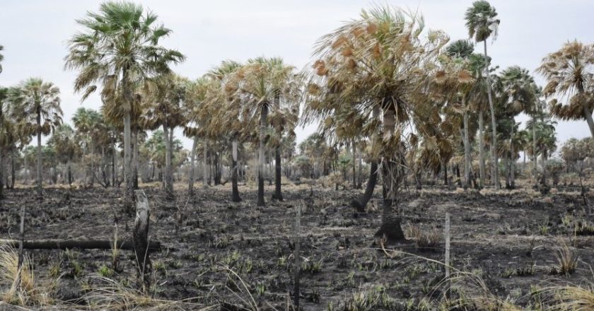 Campesinos de Formosa reclaman ayuda para pequeños productores para enfrentar «tragedia de la sequía»