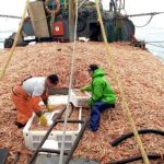 Peligra la temporada de pesca de langostinos: Sin acuerdo salarial, las empresas anunciaron que no sacarán la flota, aunque estén habilitadas