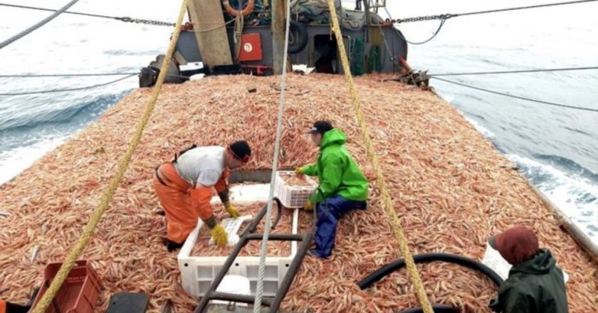 La AFIP detectó un 40% de trabajadores no registrados en empresas pesqueras de Chubut