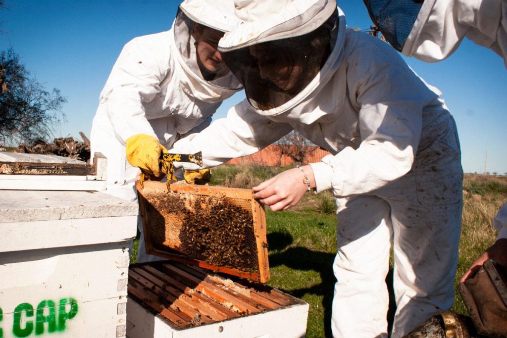 El Gobierno asiste con 180 millones de pesos a 17 mil apicultores para potenciar la producción y el empleo