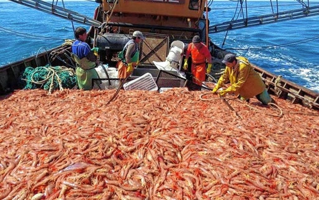 La AFIP detectó un 40% de trabajadores no registrados en empresas pesqueras en Chubut