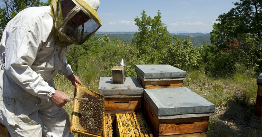El Gobierno asiste con 180 millones de pesos a 17 mil apicultores para potenciar la producción y el empleo