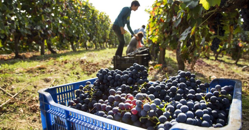 Para la Federación vitivinícola los salarios mínimos del sector que están por los 70 mil pesos «son bajos pero no tanto»