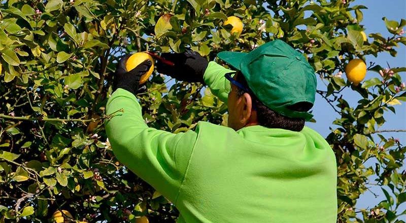 Tucumán: La UATRE consiguió un pago de 32 mil pesos para contener a los 20 mil trabajadores del citrus que esperan del inicio de la cosecha