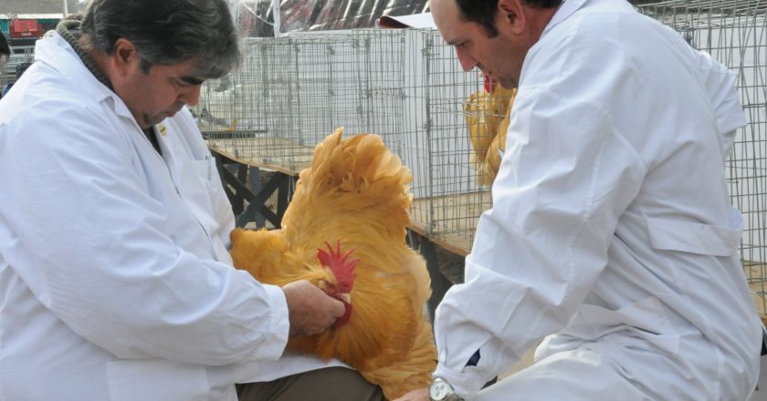 La Uatre cerró una revisión de 32% de aumento por tres meses para los trabajadores avícolas