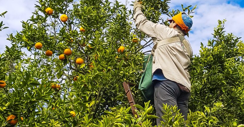 La Uatre anunció un aumento del jornal garantizado para los trabajadores rurales del citrus a $6.200