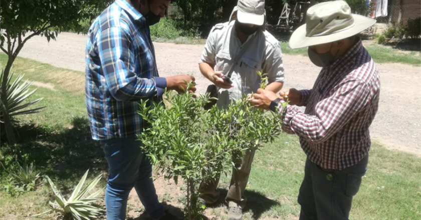 El gremio de peones rurales pactó un aumento del jornal diario garantizado para los citrícolas de Salta y Jujuy del 120% anual