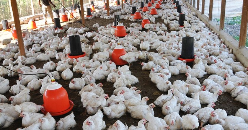 Uatre acordó una nueva recomposición salarial para los trabajadores del sector avícola que llevará el salario mínimo a más de 80 mil pesos