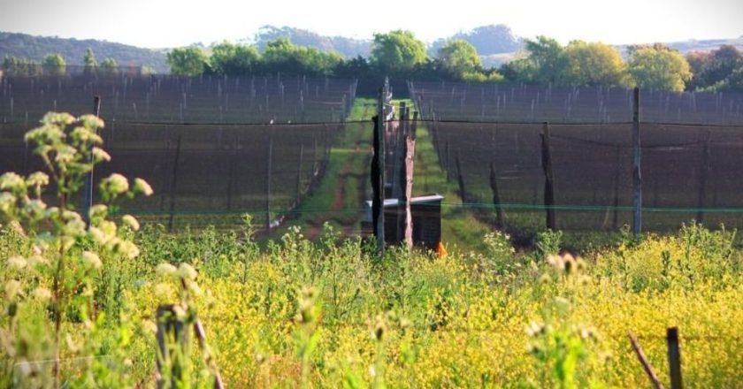 Rescatan a siete personas que eran explotadas en campos frutihortícolas de Ezeiza y Cañuelas