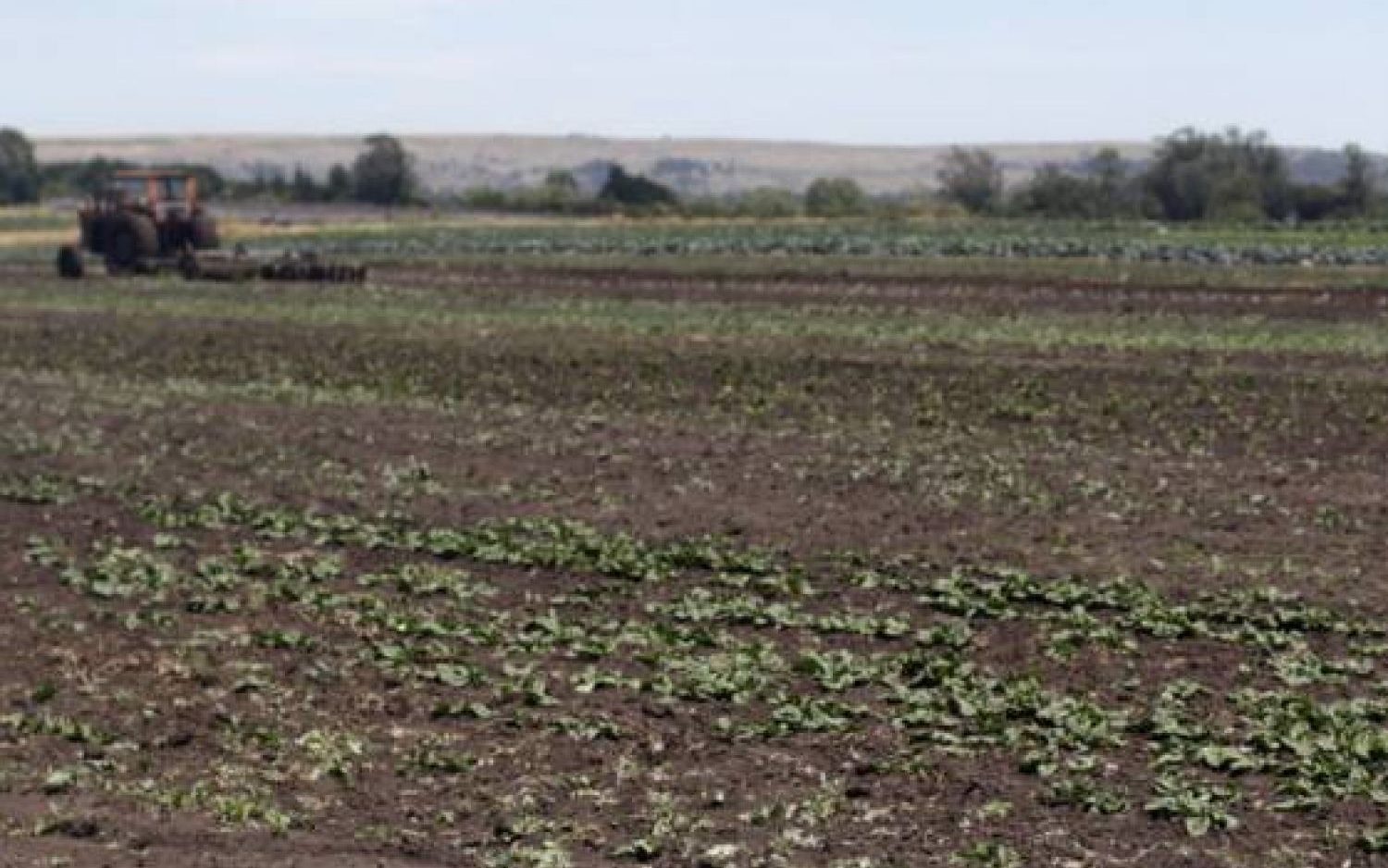 Rescatan a siete personas que eran explotadas en campos frutihortícolas de Ezeiza y Cañuelas