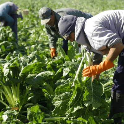 Trabajaban 12 horas por día sin registro ni descansos: la Justicia de El Bolsón reconoció despidos indirectos y ordenó indemnizar a los peones rurales